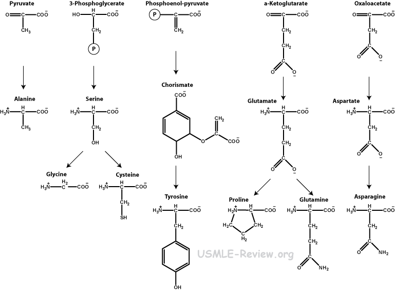amino acid biosynthesis