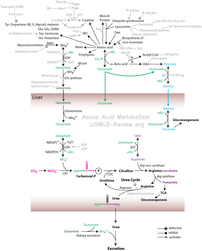 Amino acid metabolism