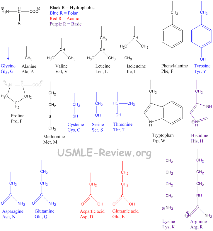 amino acid structures