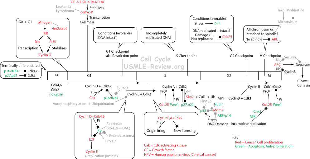 phases of cell cycle. S+phase+of+cell+cycle