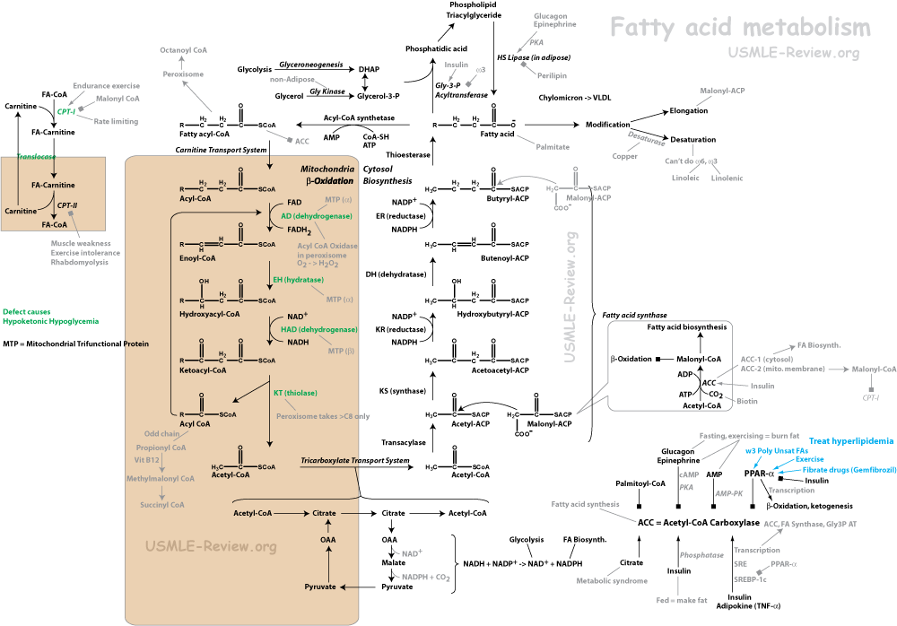 fatty acid metabolism, beta oxidation, biosynthesis