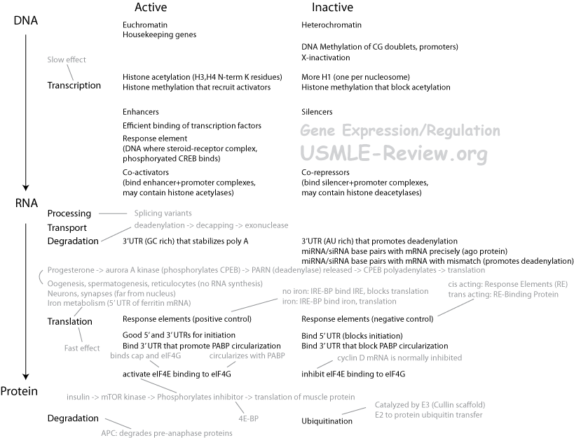 gene expression and regulation