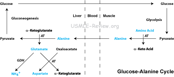 Glucose alanine cycle