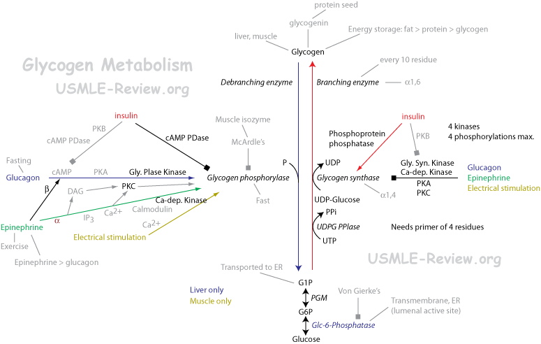 glycogen metabolism, glycogenolysis