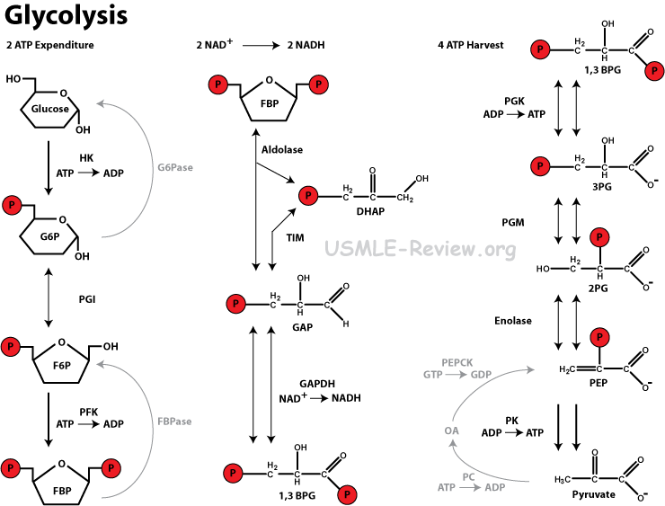 Glycolysis with structures