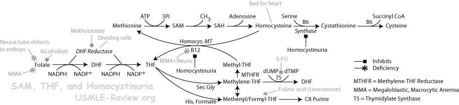 SAM, THF, and Homocystinuria