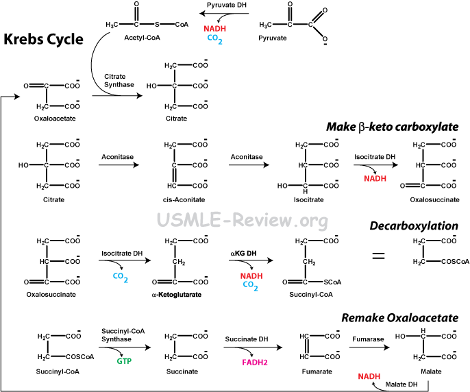 Krebs cycle chemical structures