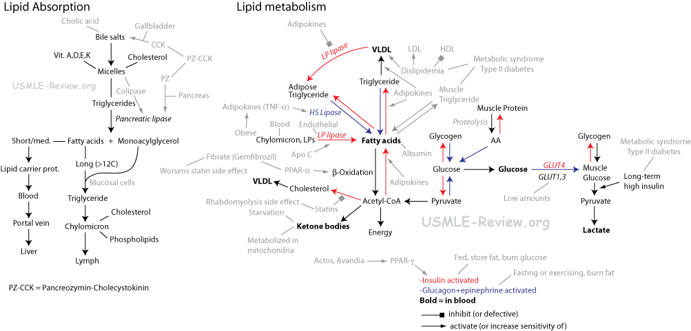 lipid metabolism