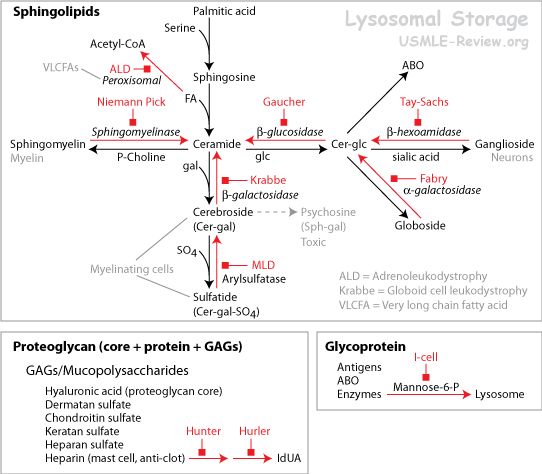 hurler syndrome pathway