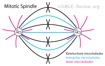 mitotic spindle: kinetochore, interpolar and aster microtubules