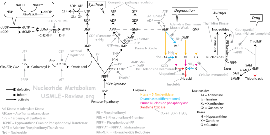 nucleotide metabolism, biosynthesis, degradation