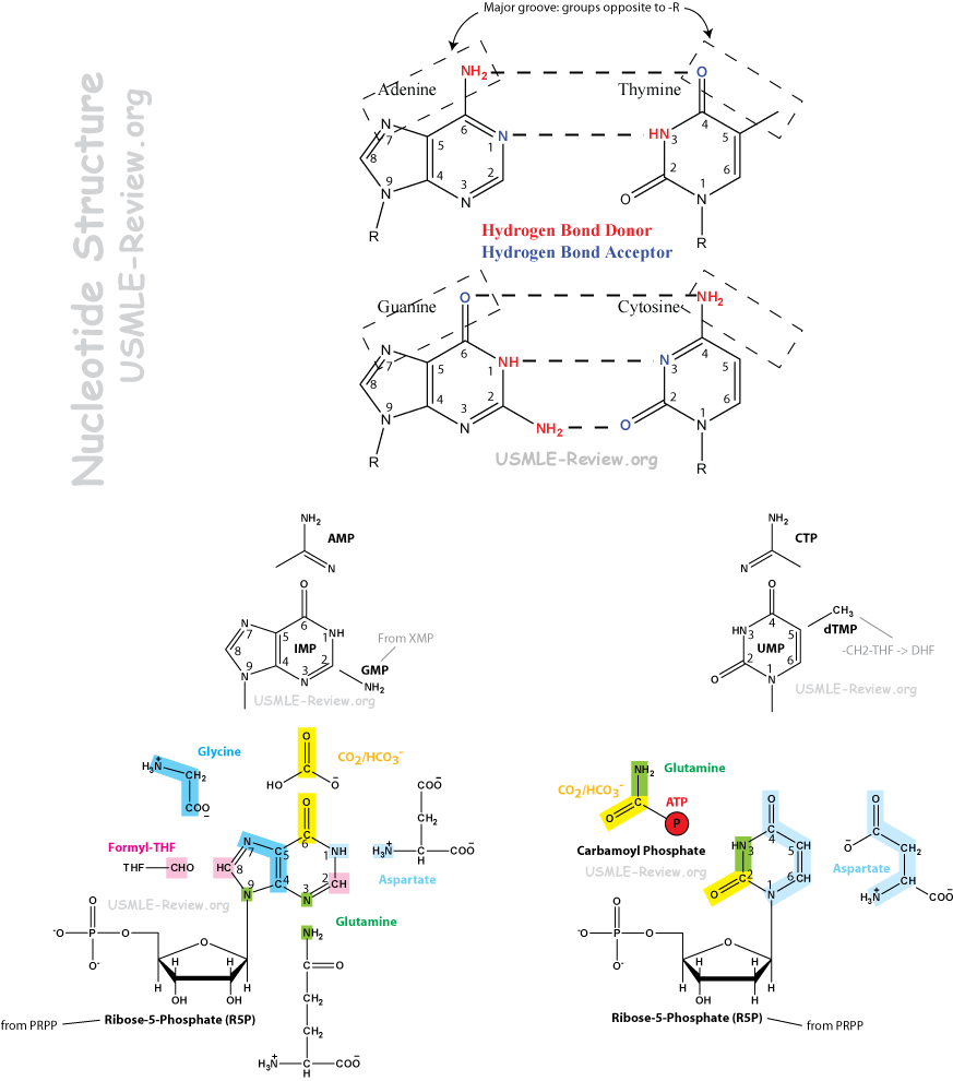 nucleotide structure