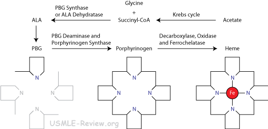 porphyrin and heme biosynthesis
