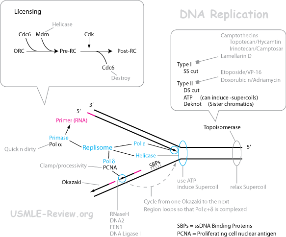 Dna Replication Overview